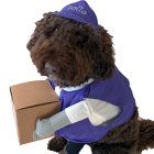 rollo-pet-4